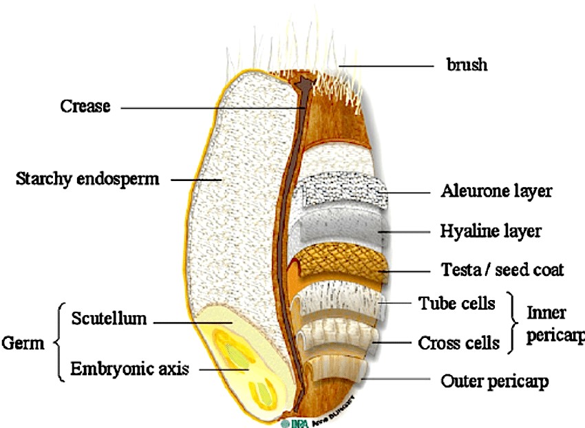 The endosperm is the major component of flour, the gluten contains the protein and the outer layers are the bran