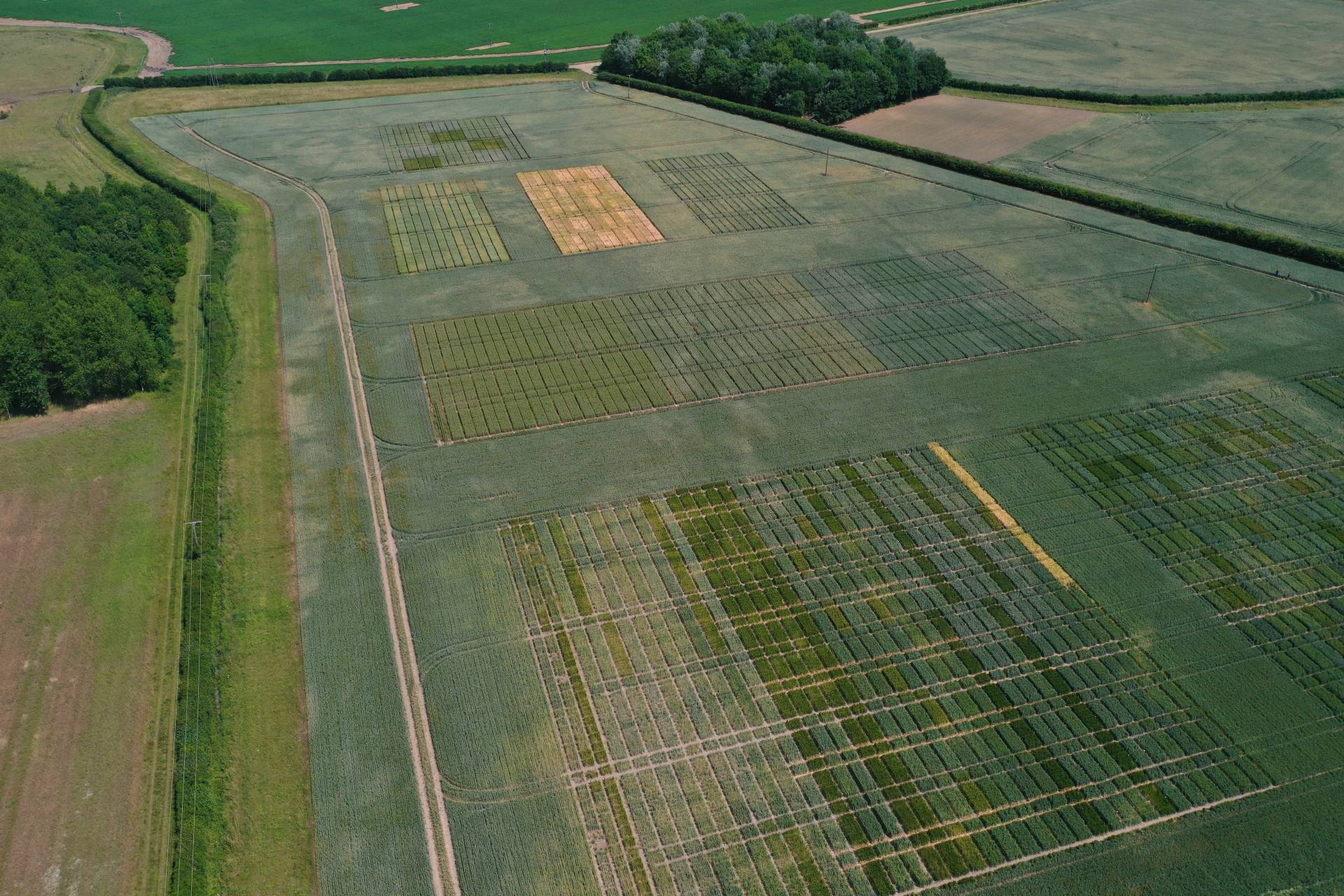 NIAB Trial plots from air, Cambridgeshire