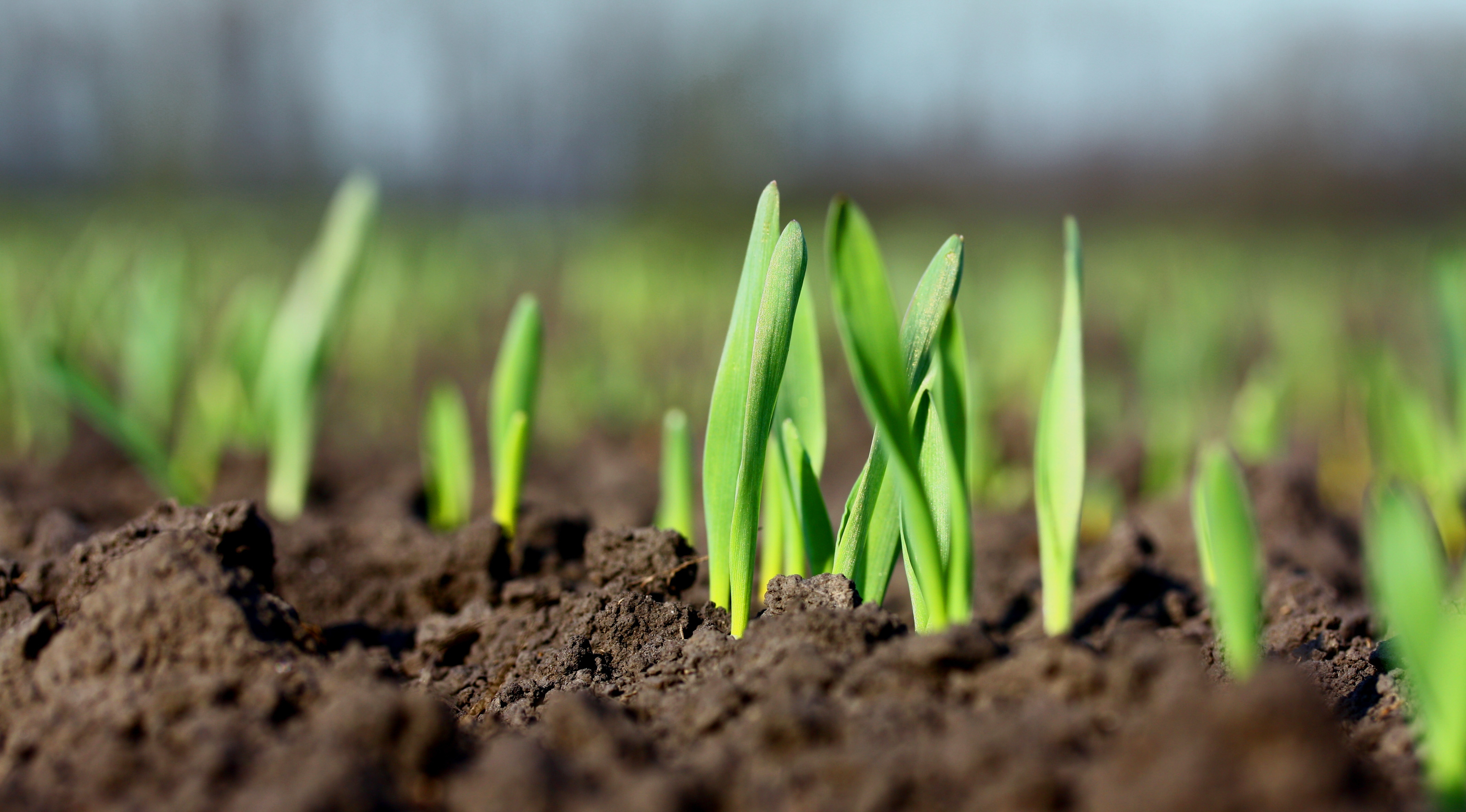 Crops growing