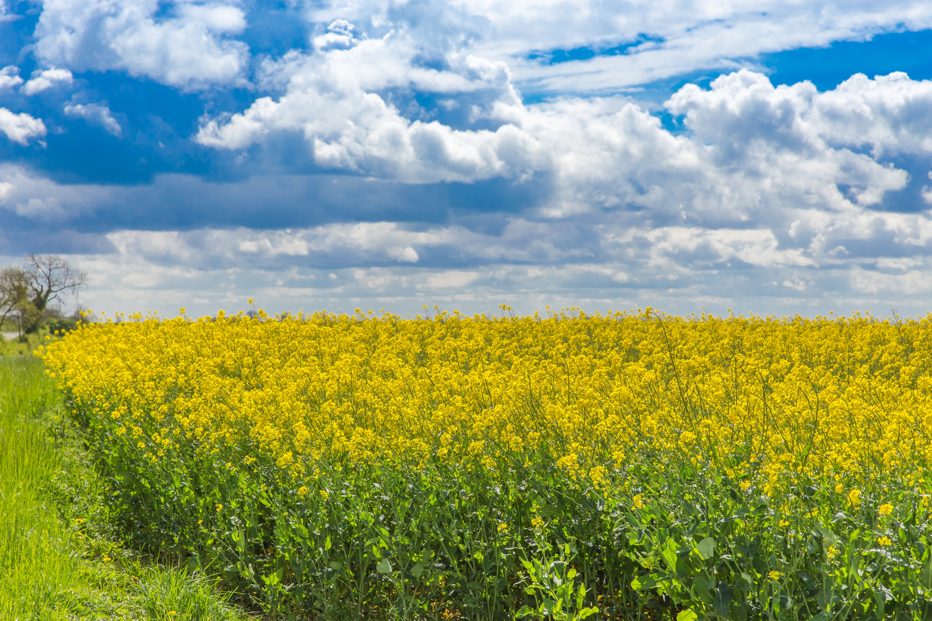 Oilseed rape field