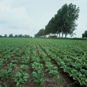 Sugar beet