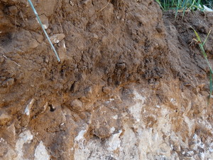 NIAB TAG Cereals Event soil hole showing rooting structure