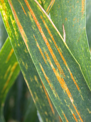 Yellow rust