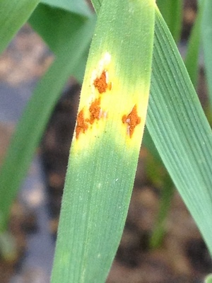 Stem Rust disease lesions on wheat