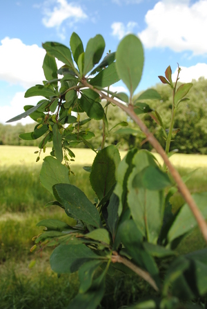 Barberry bush near to barley