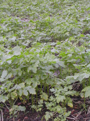 Mustard cover crop