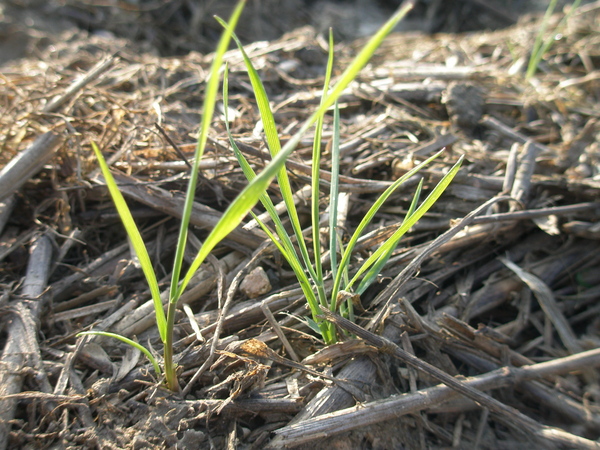 Small blackgrass