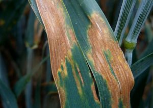 Septoria