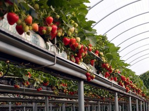 NIAB EMR WET Centre strawberries