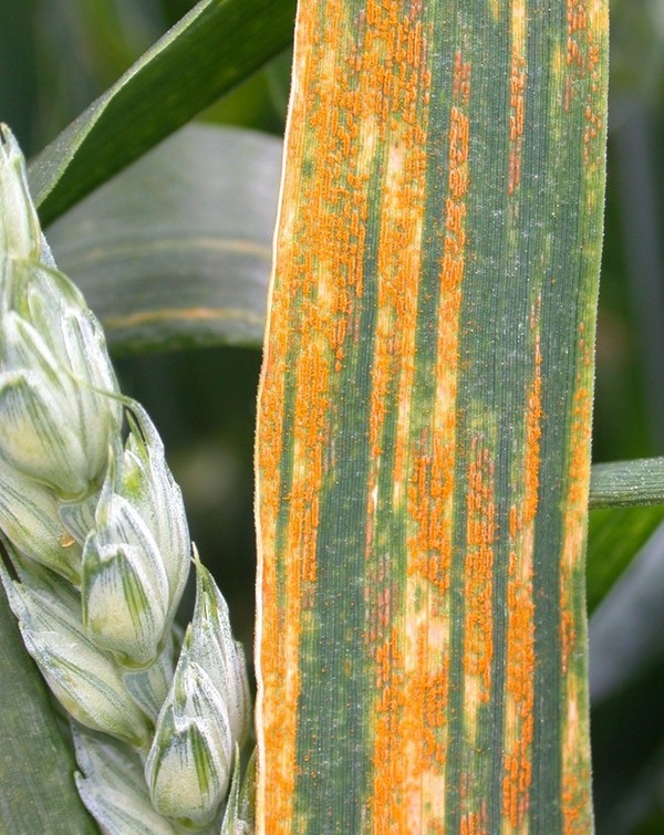 Yellow Rust