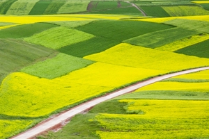 Barley & OSR fields