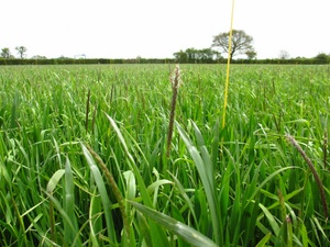 Black-grass