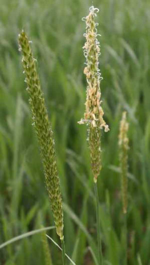 Resistant blackgrass