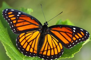 Monarch butterfly