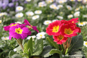 Primula