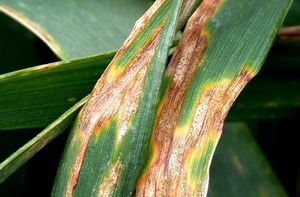 Septoria