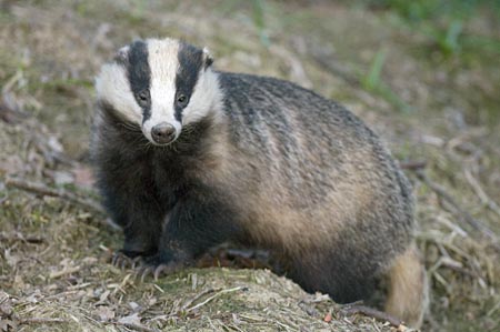 badger